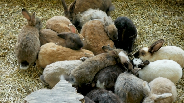 Crowd of Rabbits of Different Colors Sitting in a Paddock, Stock Footage