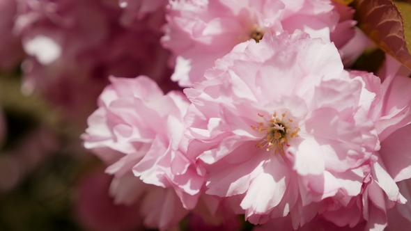 Beautiful Blooming Pink Cherry Blossoms in the Japanese Garden