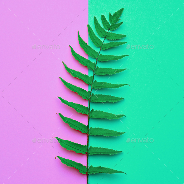 Fern - Stock Photo - Images