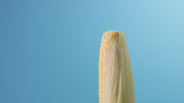 Corn Cob on Blue Background