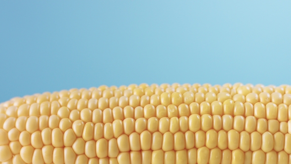 Corn Cob on Blue Background
