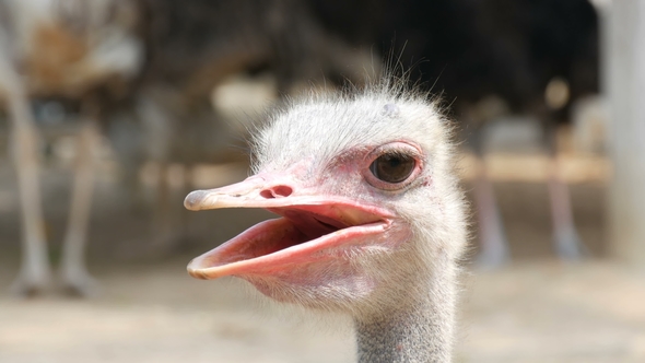 Funny Faces of Ostriches That Are Smiling in the Video Camera alt
