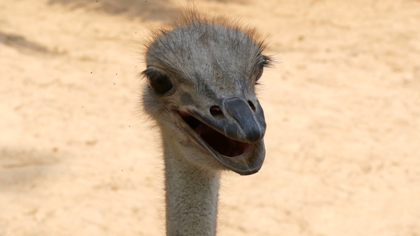 Funny Faces of Ostriches That Are Smiling in the Video Camera alt
