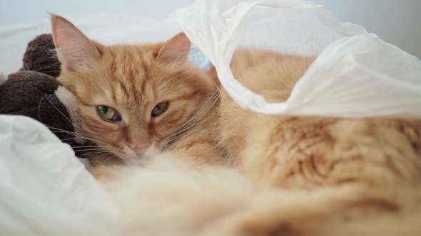 Cute Ginger Cat Lying in Plastic Bag with Plush Toy Bear. Fluffy Pet Is Dozing. Cozy Home Background