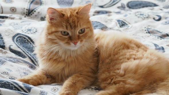 Cute Ginger Cat Lying in Bed. Fluffy Pet Is Scratching Its Ears and Going To Sleep. Cozy Home alt