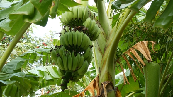 Large Green Bunch of Unripe Bananas on Palm Tree View From Below