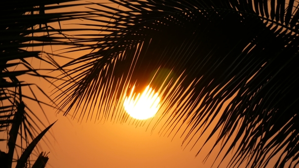 Great Sunset Red Sun Against Background of Palm Leaves alt