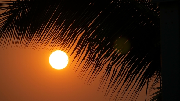 Great Sunset Red Sun Against Background of Palm Leaves