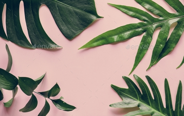 Tropical leaves on pink background Photo by Rawpixel | PhotoDune