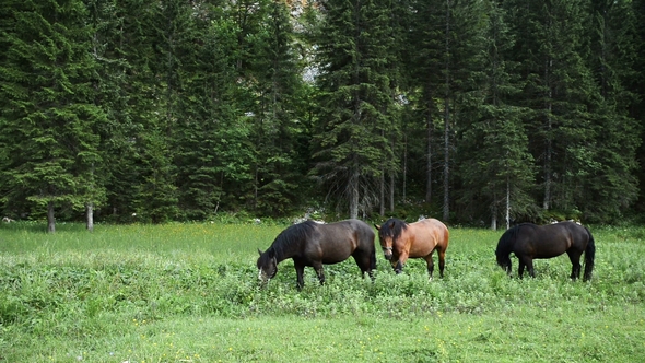 Group of Horses in the Summer Pasture