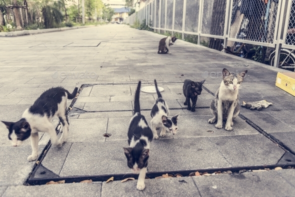 Group of cute street cats and kittens Stock Photo by Rawpixel | PhotoDune