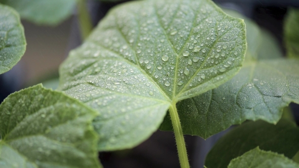Growing Cucumbers Seedlings