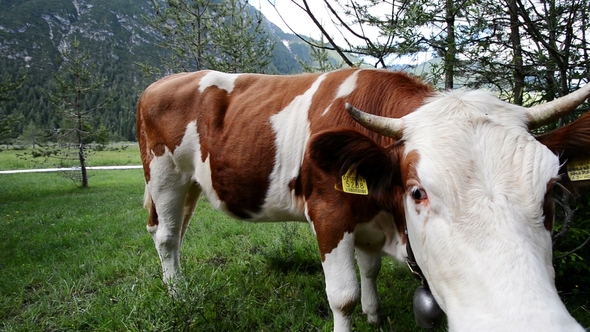 Cow on the Alps. Summer Pasture