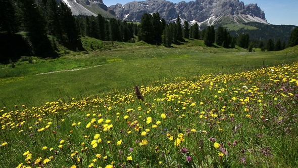 View of Sass Ciampac Ciampatsch with a Foreground of Globeflower Wildflowers