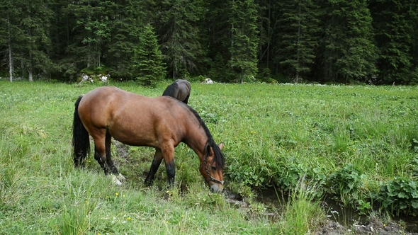 Group of Horses in the Summer Pasture