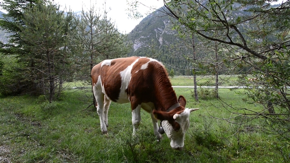 Cow on the Alps. Summer Pasture