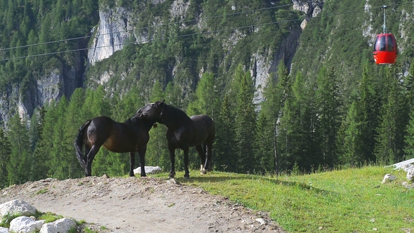 Two Horses Graze on the Alpine Meadow. Funicular in the Background