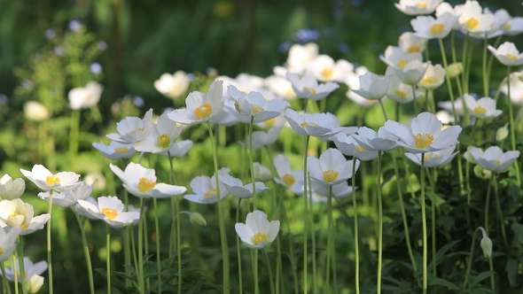 Snowdrop Anemone - Anemone Sylvestris- in Spring Season alt