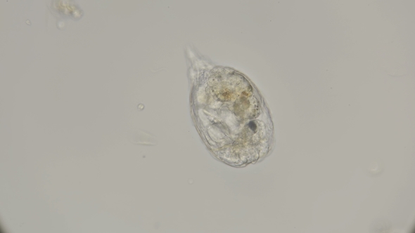 Rotifuge Cathypna Luna Under a Microscope alt