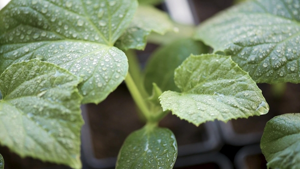 Growing Cucumbers Seedlings