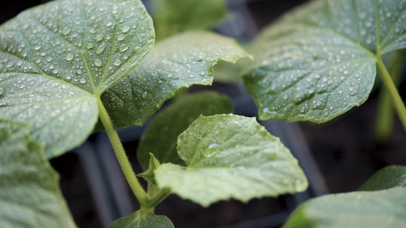 Growing Cucumbers Seedlings