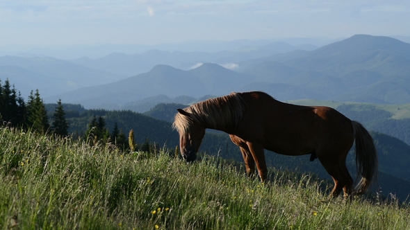Mountain Landscape with Grazing Horse