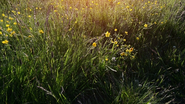 Mountain Field with Wild Plants at Sunset