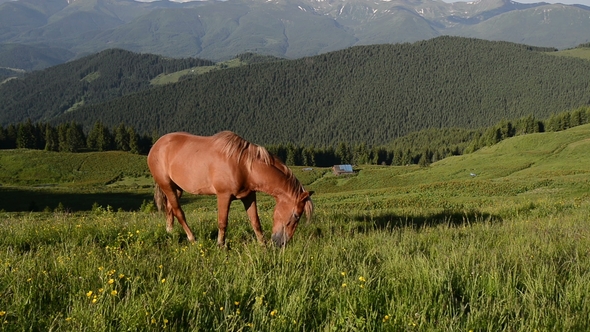 Mountain Landscape with Grazing Horse