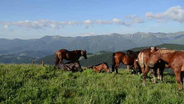 Mountain Landscape with Grazing Horses