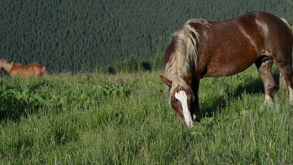 The Mountain Landscape with Grazing Horse