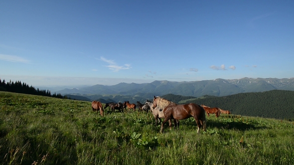 The Mountain Landscape with Grazing Horse