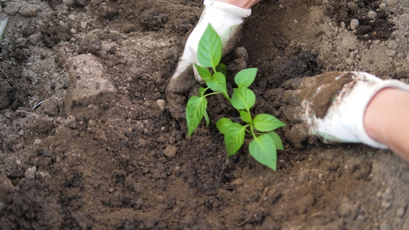 The Farmers Hands To Loosen The Soil Around And Planting Seedlings Of Tomatoes alt