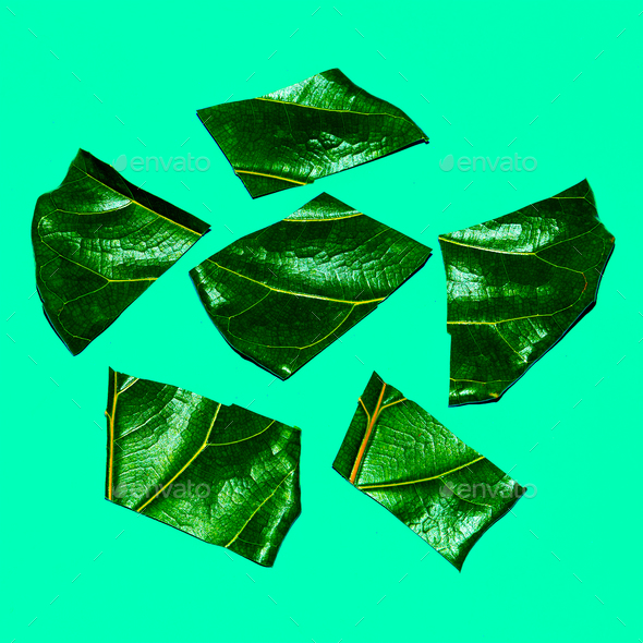 Half Leaf  Art. Green lover. Flat lay minimal - Stock Photo - Images