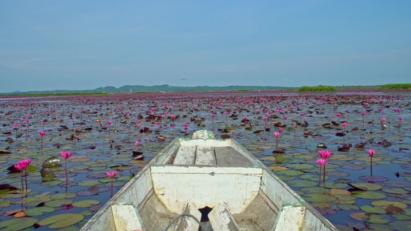 Riding Wooden Longtail Boat Among Red Lotus Flowers. Front View at Thale Noi Waterfowl Reserve Lake alt