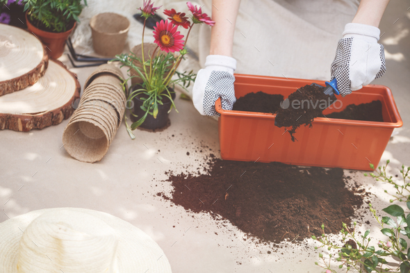 Person fertilizing soil in container Stock Photo by bialasiewicz | PhotoDune