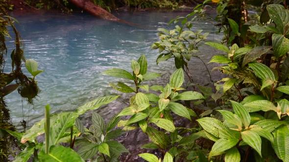 Creek in Jungle