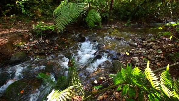 Creek in Jungle