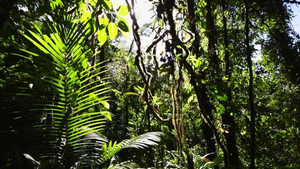Jungle in Costa Rica