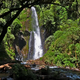 Waterfall in Jungle - VideoHive Item for Sale