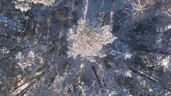 Aerial View Winter Snowscape with Forest, Trees and Snowy Cliffs. Blue Sky. Winter Landscape.