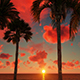 Palms Sunset Background - VideoHive Item for Sale