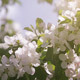 Blooming Spring Garden - VideoHive Item for Sale