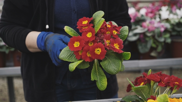 View of Florist Caresing About Flower Seedlings, Tearing Faded Leaves alt