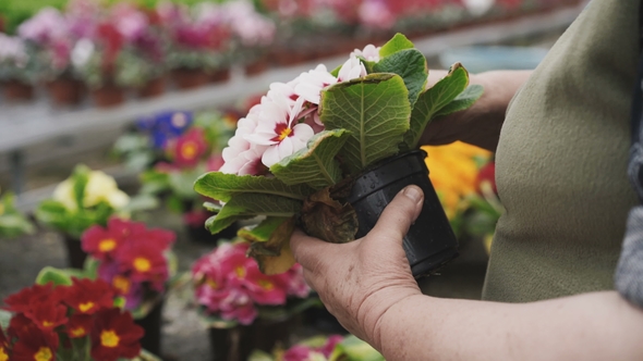 Florist Caresing About Flower Seedlings, Tearing Faded Leaves alt