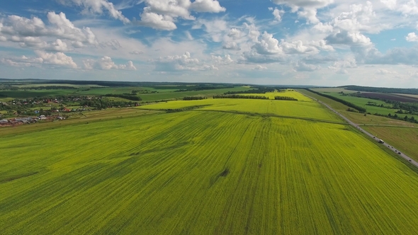 Flowering Rapeseed Field alt