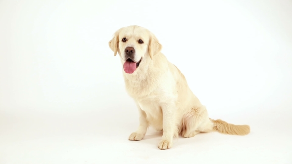 Portrait of a Golden Retriever on a White Background