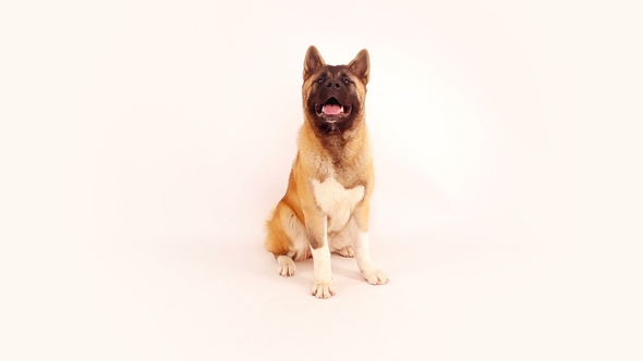 Portrait of American Akita on White Background