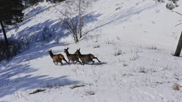 Drone Shot of Three Wild Deer Running Away Down the Mountainside