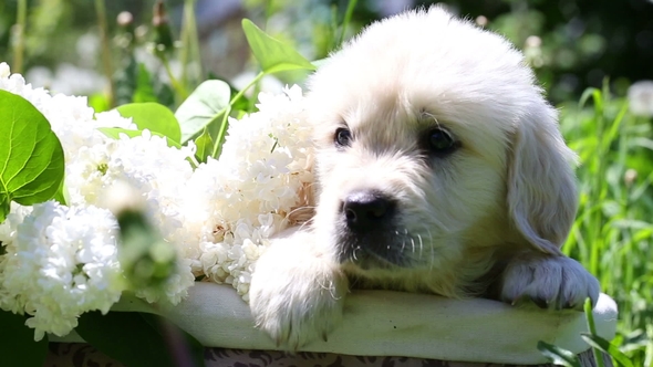 Beautiful Golden Retriever Puppy Sitting in a Basket with Flowers in Nature