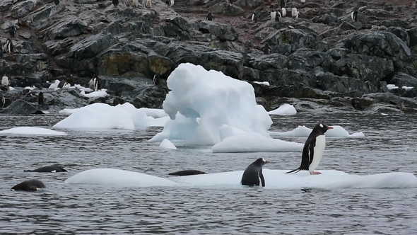  Gentoo Penguins on the Ice